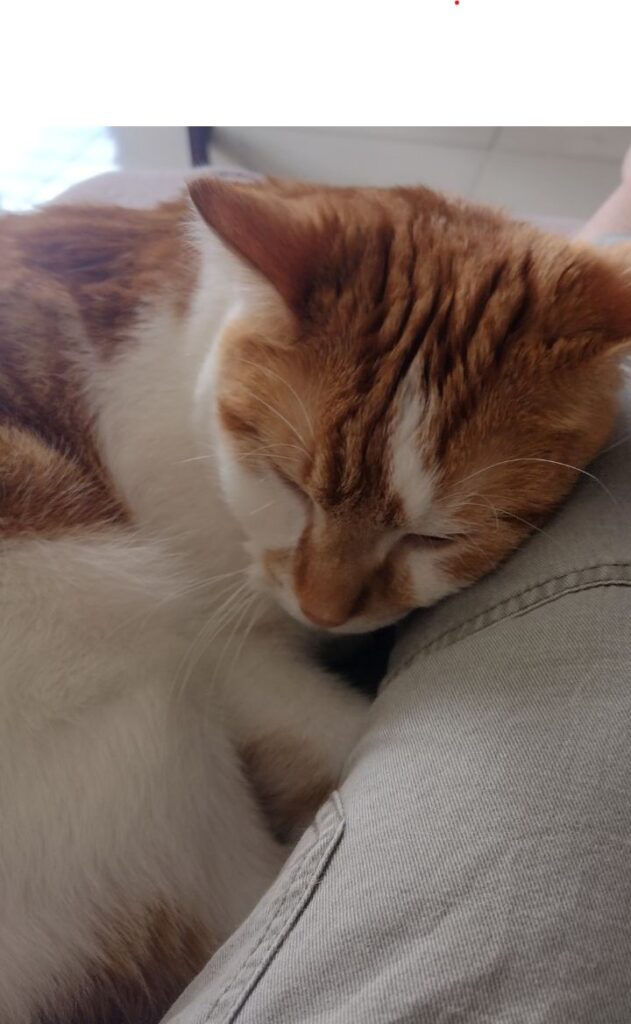 Photo of cat Charlie sent by client Vanessa 1